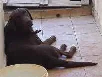 Cachorro ra a Labrador Retriever idade 2 anos nome Mithril