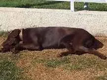 Cachorro ra a Labrador Retriever idade 2 anos nome Mithril