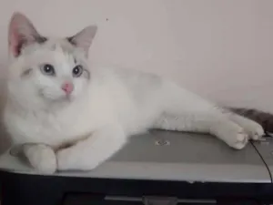 Gato raça srd idade 7 a 11 meses nome Melody