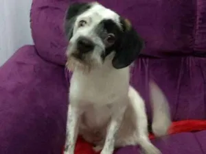 Cachorro raça Indefinida - vira lata idade 7 a 11 meses nome Hulk