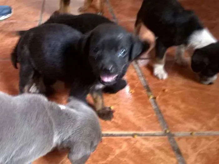 Cachorro ra a Indefinida idade 2 a 6 meses nome Mely, Tyla e Megan