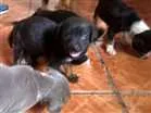 Cachorro raça Indefinida idade 2 a 6 meses nome Mely, Tyla e Megan