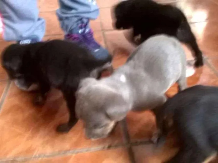 Cachorro ra a Indefinida idade 2 a 6 meses nome Mely, Tyla e Megan