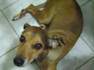 Cachorro raça Indefinida idade 6 ou mais anos nome Latifa
