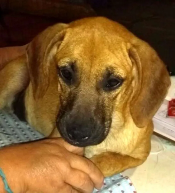 Cachorro ra a Sem raça definida idade 2 a 6 meses nome Fany