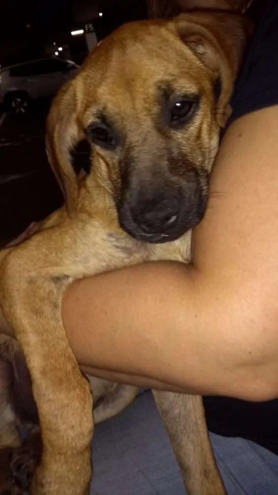 Cachorro ra a Sem raça definida idade 2 a 6 meses nome Fany