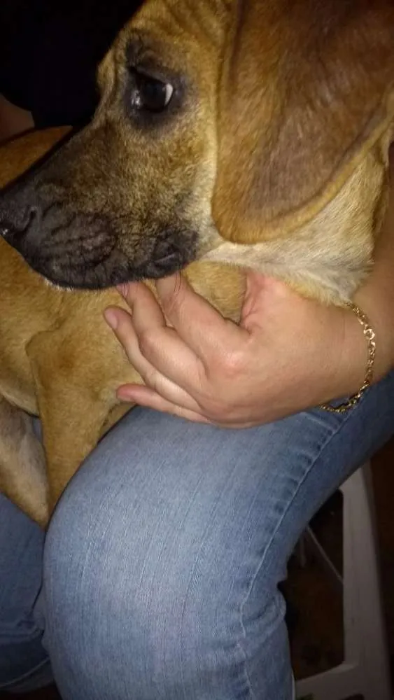 Cachorro ra a Sem raça definida idade 2 a 6 meses nome Fany