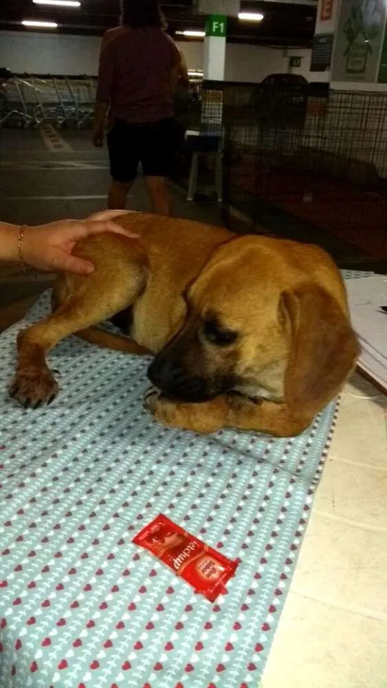 Cachorro ra a Sem raça definida idade 2 a 6 meses nome Fany