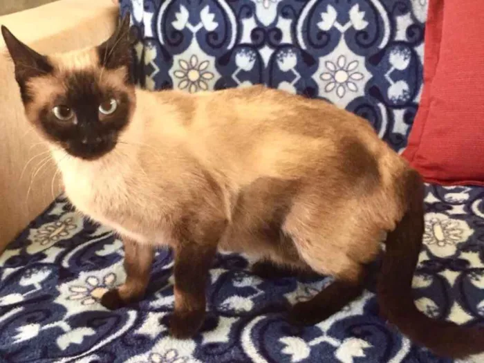 Gato ra a SRD idade 7 a 11 meses nome Mia