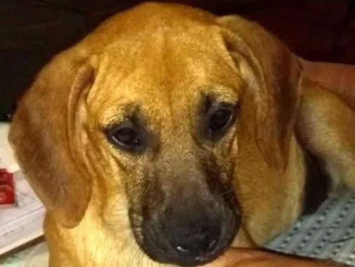 Cachorro ra a Sem raça definida idade 2 a 6 meses nome Fany