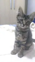 Peppa e Tiger