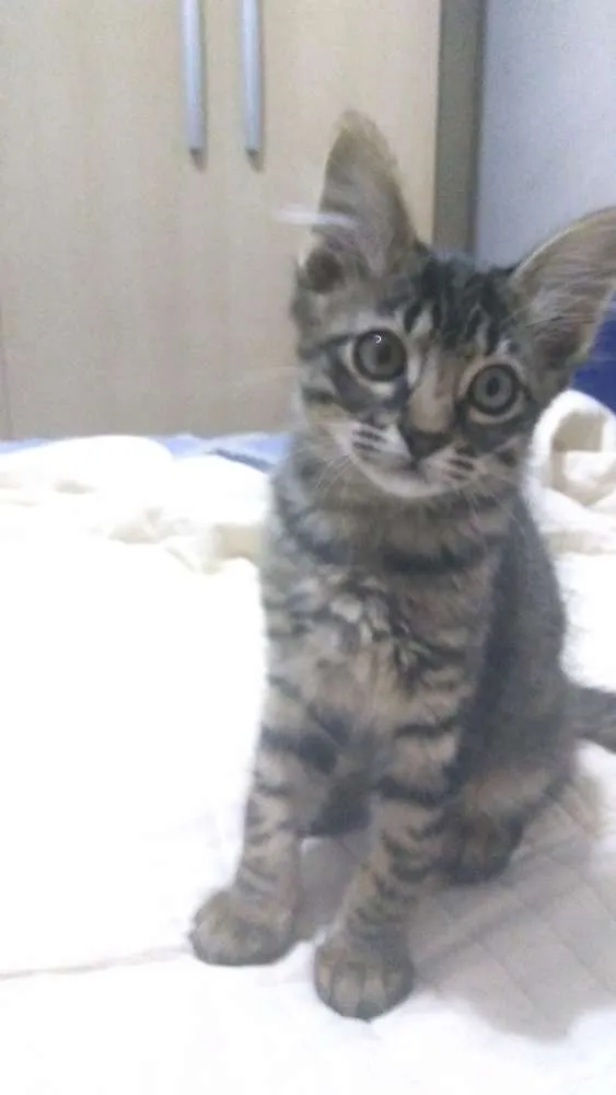 Gato ra a SRD idade 2 a 6 meses nome Peppa e Tiger