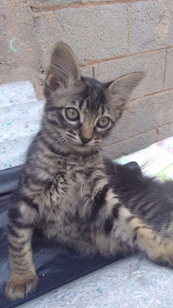 Gato ra a SRD idade 2 a 6 meses nome Peppa e Tiger