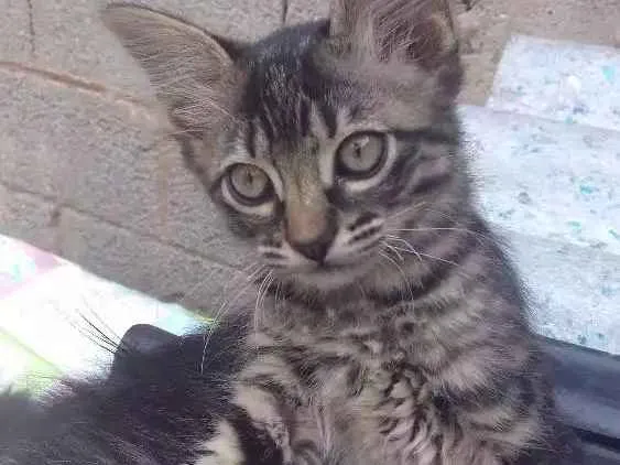 Gato ra a SRD idade 2 a 6 meses nome Peppa e Tiger