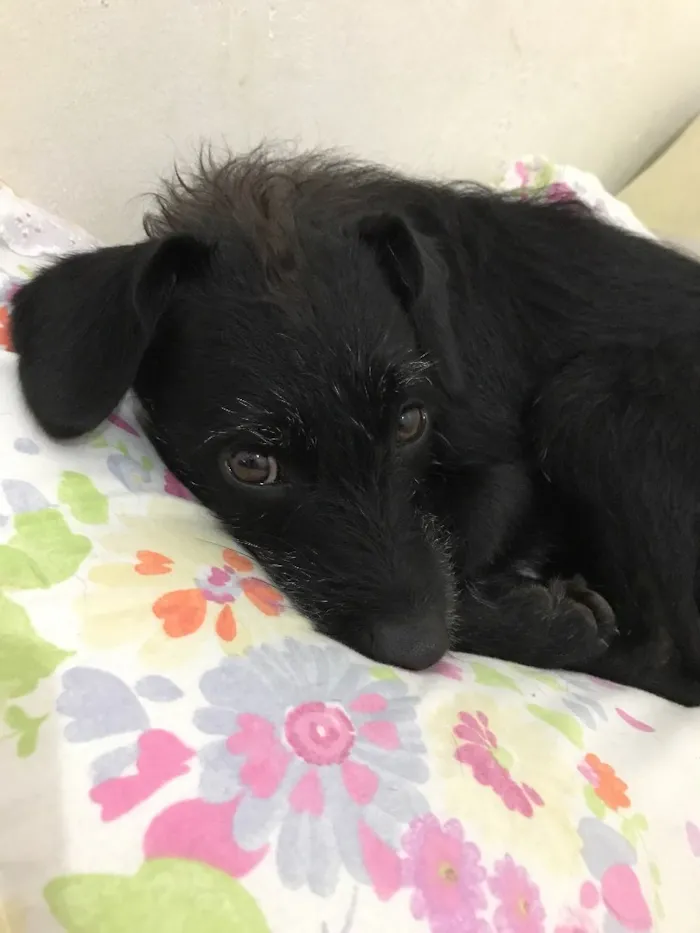 Cachorro raça Srd idade 3 anos nome Banguela