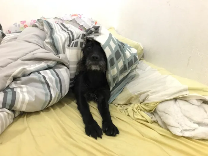 Cachorro raça Srd idade 3 anos nome Banguela