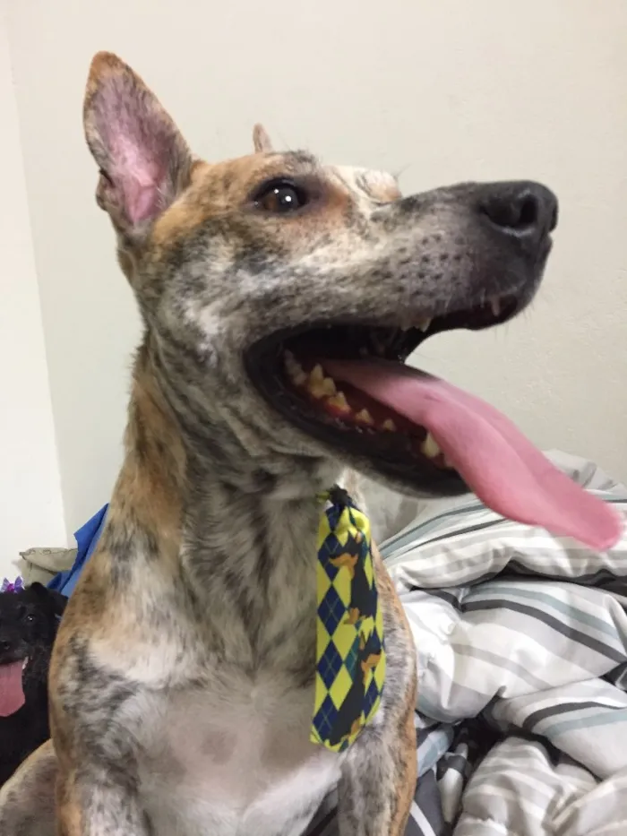 Cachorro raça Srd idade 6 ou mais anos nome Frank