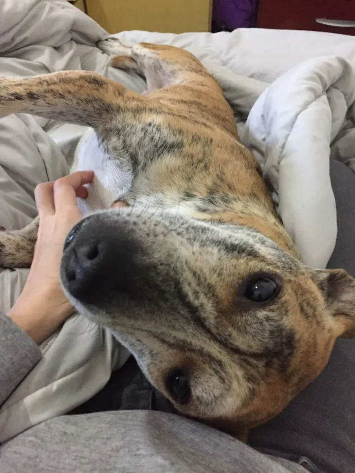 Cachorro raça Srd idade 6 ou mais anos nome Frank