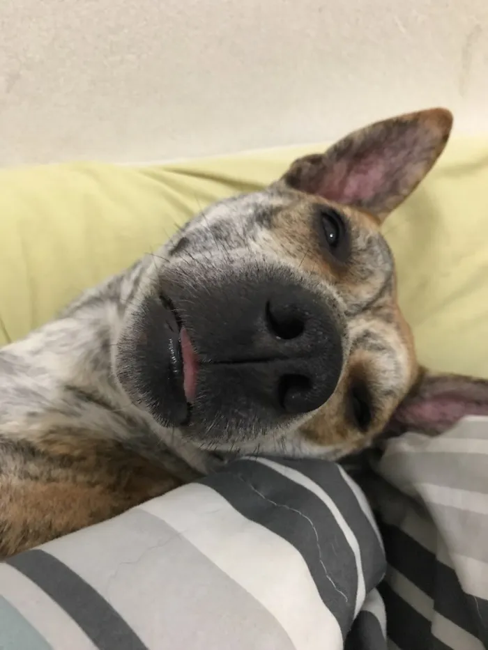 Cachorro raça Srd idade 6 ou mais anos nome Frank