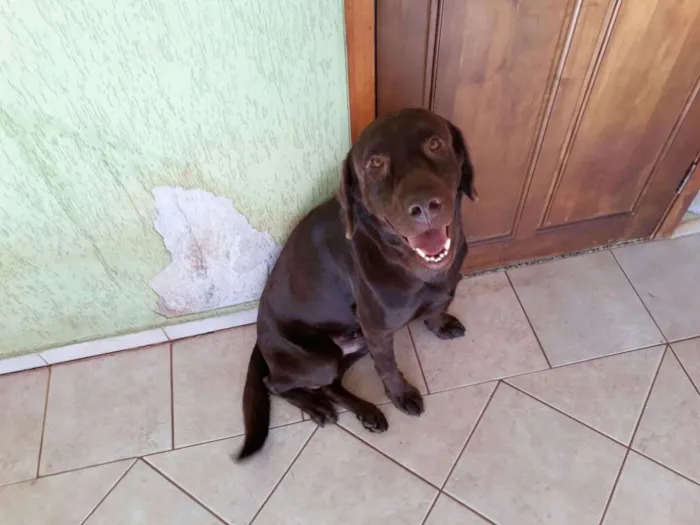 Cachorro ra a Labrador Retriever idade 2 anos nome Mithril