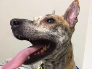 Cachorro raça Srd idade 6 ou mais anos nome Frank