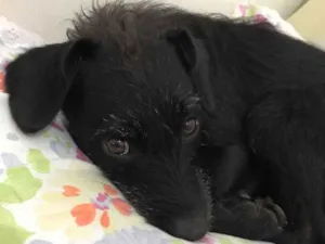 Cachorro raça Srd idade 3 anos nome Banguela