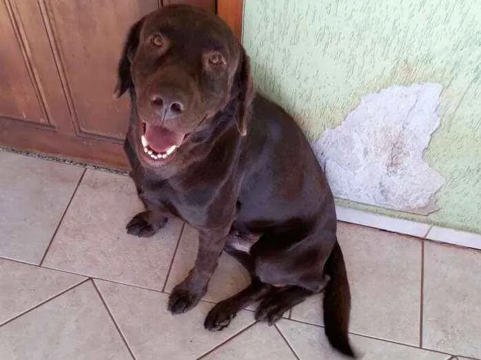 Cachorro ra a Labrador Retriever idade 2 anos nome Mithril