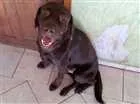 Cachorro raça Labrador Retriever idade 2 anos nome Mithril