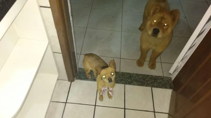 Cachorro ra a Pinsher / Chaw Chaw idade 3 anos nome Pipoca / Bob
