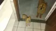 Pipoca / Bob
