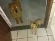 Pipoca / Bob
