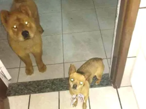 Cachorro raça Pinsher / Chaw Chaw idade 3 anos nome Pipoca / Bob