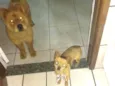 Pipoca / Bob