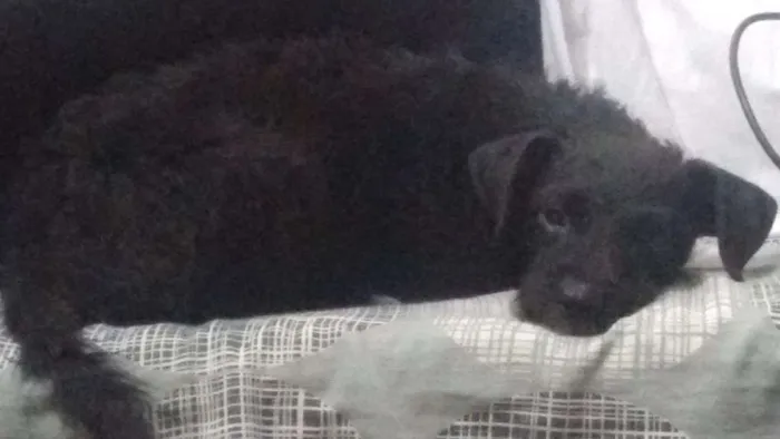 Cachorro ra a Vira lata idade 2 a 6 meses nome Maggie