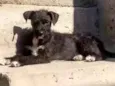 Maggie