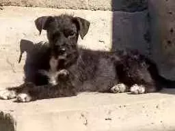 Cachorro raça Vira lata idade 2 a 6 meses nome Maggie