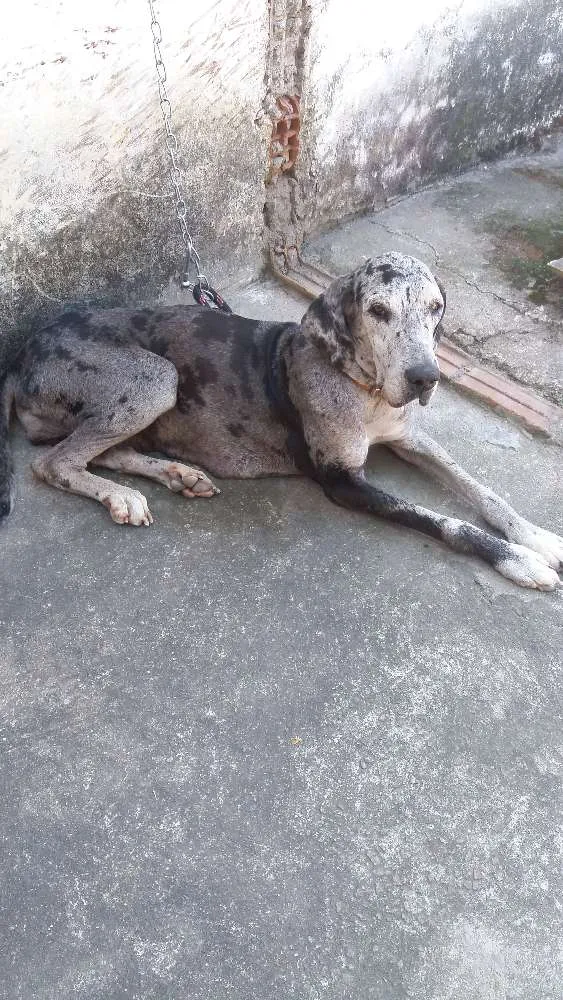 Cachorro raça Dog alemão  idade 5 anos nome Ariel