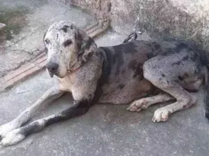 Cachorro raça Dog alemão  idade 5 anos nome Ariel