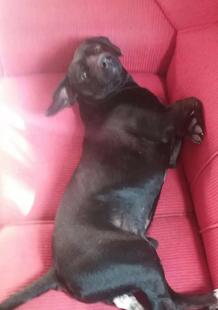 Cachorro ra a  idade 2 anos nome Preto 