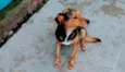 Reginaldo