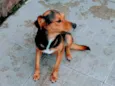 Reginaldo