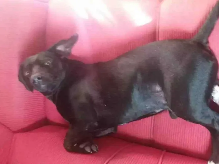 Cachorro ra a  idade 2 anos nome Preto 