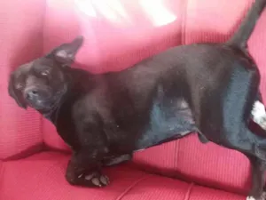 Cachorro raça  idade 2 a 6 meses nome Sem nome 