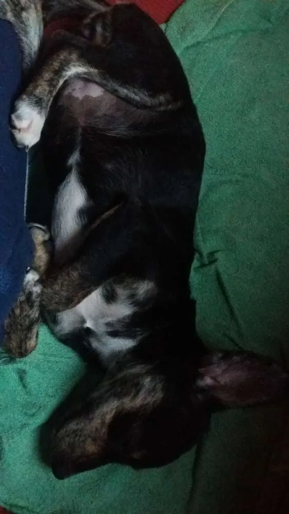 Cachorro ra a  idade 2 a 6 meses nome Sem nome 