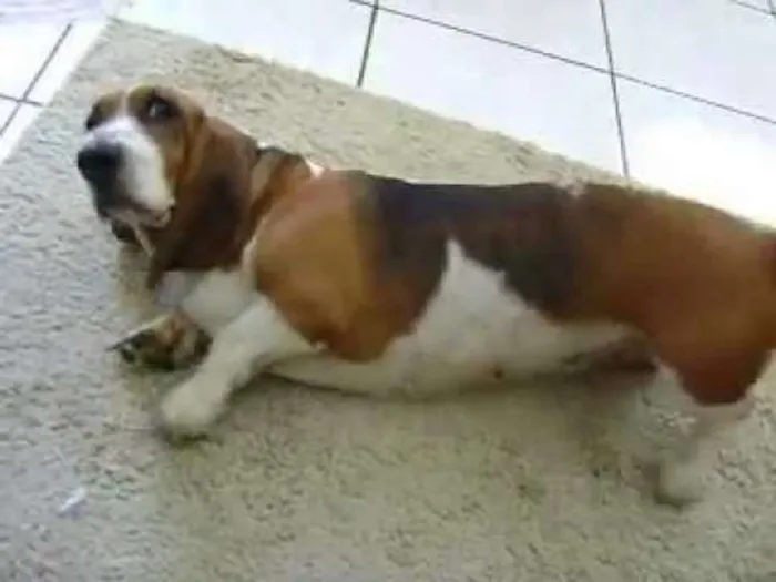 Cachorro ra a basset hound idade 3 anos nome nina