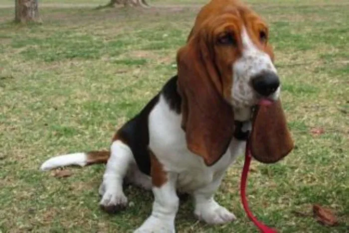 Cachorro ra a basset hound idade 3 anos nome nina