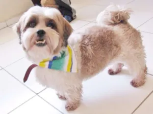 Cachorro raça Lhasa Apso idade 3 anos nome BARTHO