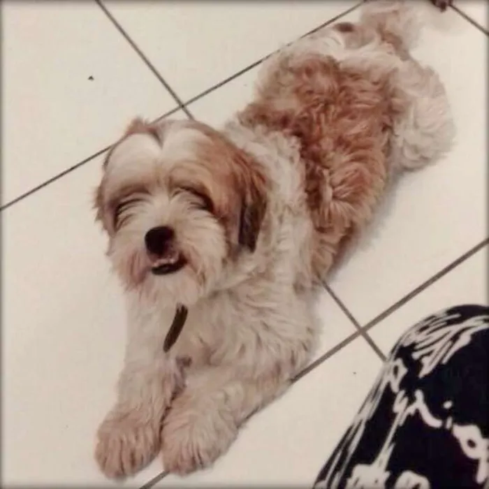 Cachorro ra a Lhasa Apso idade 3 anos nome BARTHO