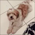 BARTHO