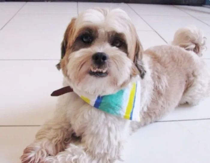 Cachorro ra a Lhasa Apso idade 3 anos nome BARTHO